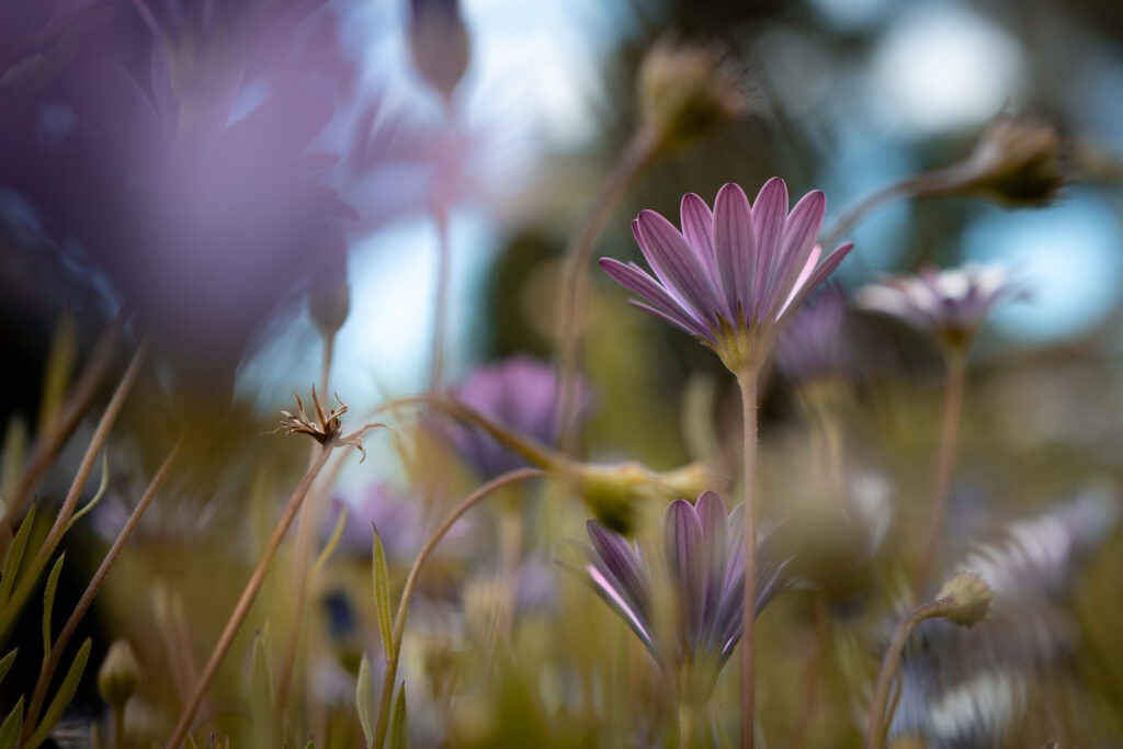 Sanfte violette Blumen in ruhiger Natur, vermitteln innere Ruhe und Weite