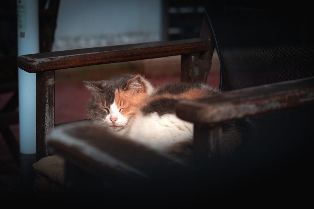 Das Bild zeigt eine kleine dreifarbige Katze, die müde ist und zusammengerollt auf einem Stuhl schlaeft.