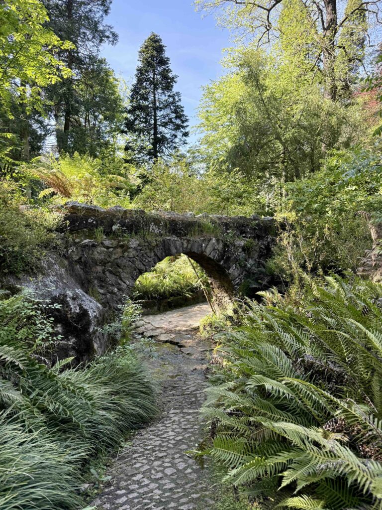 Ruhiger Himmel, grüner Farn und hohe Bäume als Symbol für Atem, Weite und Entspannung