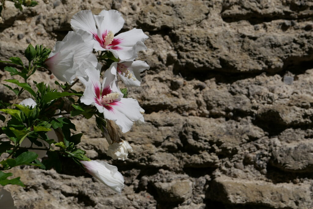 Hellrosa Hibiskusblüten vor einer alten verwitterten Natursteinmauer