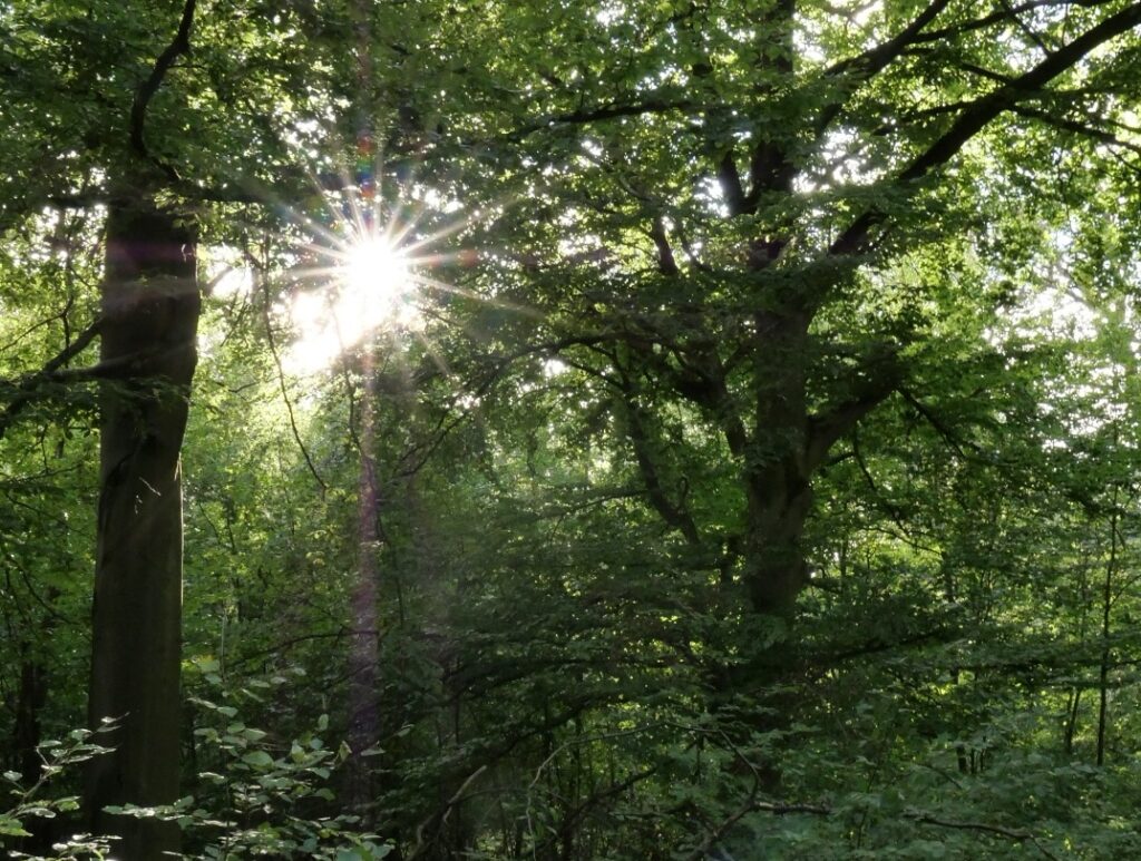 Sonnenlicht fällt zwischen zwei Baumstämmen durch das grüne Blätterdach.