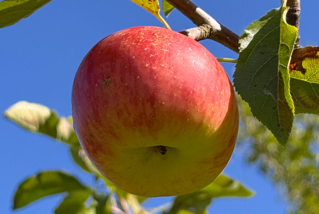 Ein roter Apfel hängt an Einem Baum vor einem blauen Himmel.